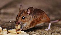 24 Hour & Emergency Exterminators in Lake Aluma, OK